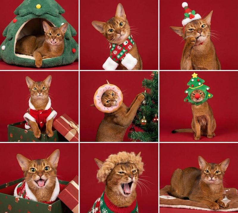 圣诞宠物九宫图
