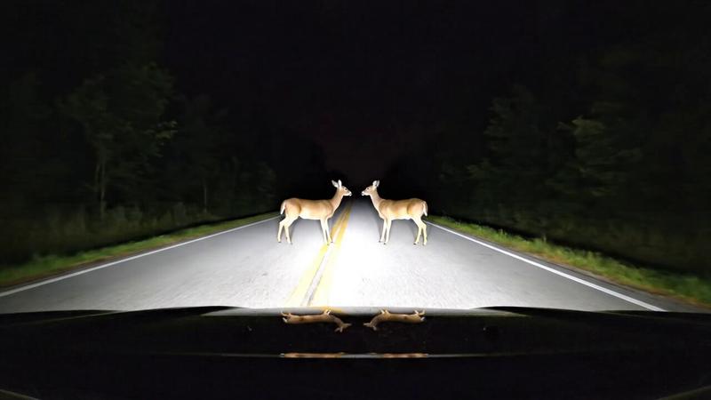 夜行摄录:鹿儿搞笑舞蹈挑战 🦌😅