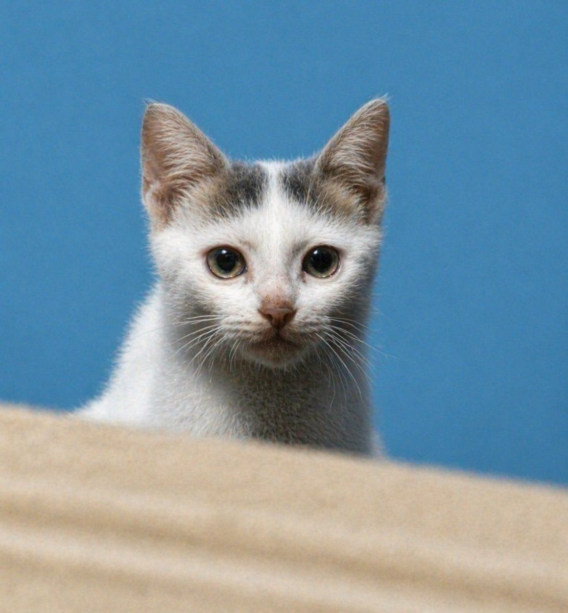 优化模糊的小猫照片